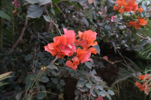 11-IMG 5487