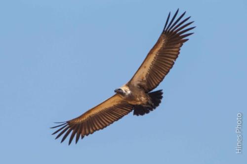 15-IMG 0548