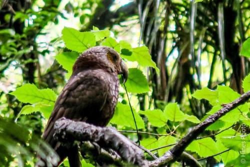 A Kākāpō in The Sanctuary Mountain - Maungatautari