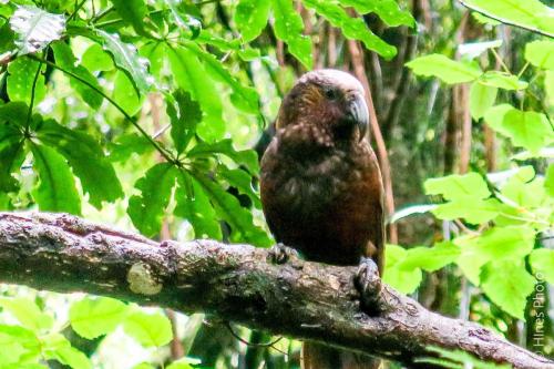 in The Sanctuary Mountain - Maungatautari