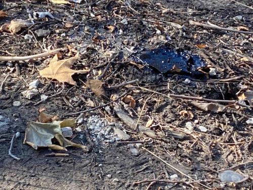 Tar in the La Brea Tar Pits