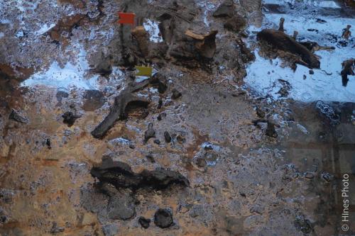 Tar in the La Brea Tar Pits