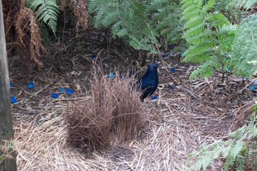 Au NZ Day005-32