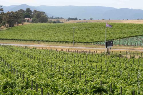 Bowgownie Vineyard, Yarra Valley
