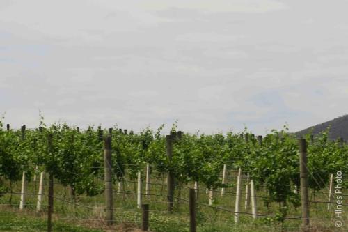 Rochford Winery, Yarra Valley