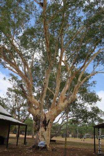 Alice Springs