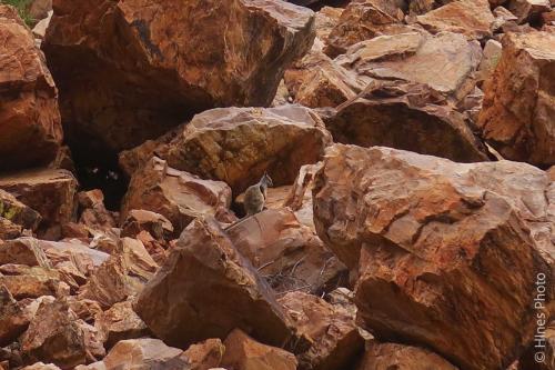 Wallaby Simpson's Gap