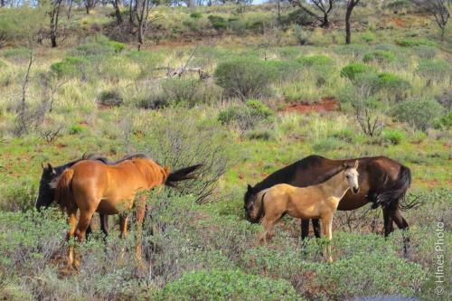Brumbys along the road