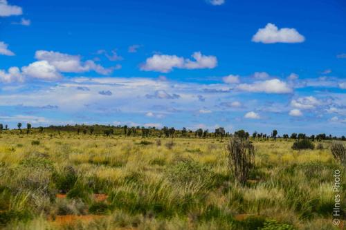 Near Curtin Springs