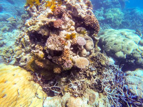 Great Barrier Reef