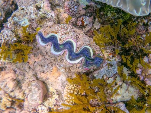 Great Barrier Reef