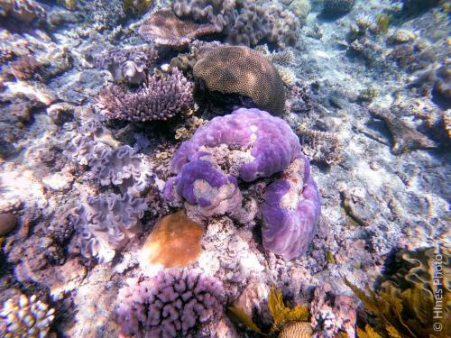 Great Barrier Reef