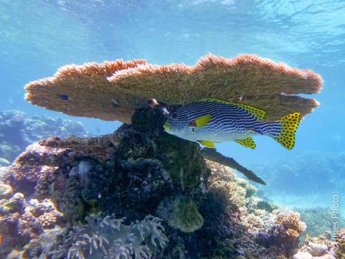 Great Barrier Reef