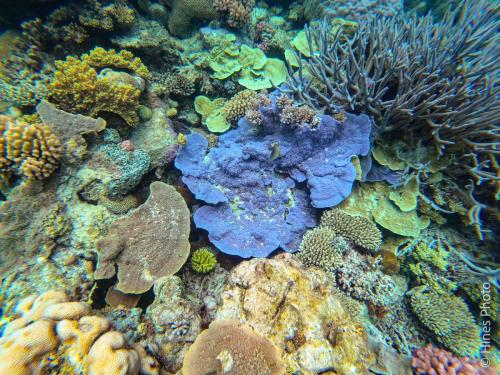 Great Barrier Reef