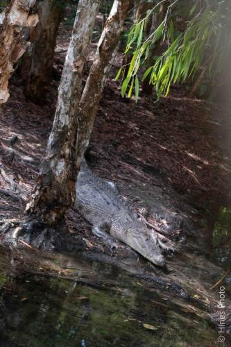 Hartley’s Crocodile Adventures