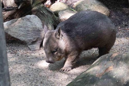A wombat