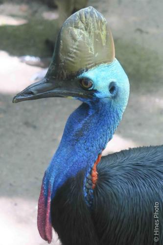 A Cassowary