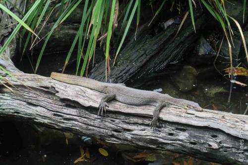 Au NZ Day015-36
