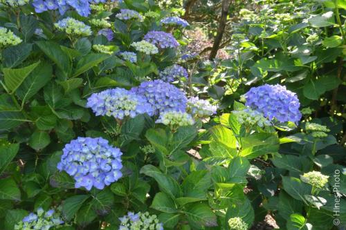 In the Christchurch Botanical Gardens, NZ