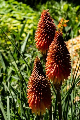 In the botanical garden in Christ Church NZ