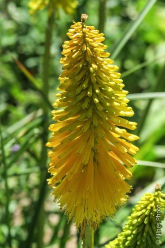 In the botanical garden in Christ Church NZ