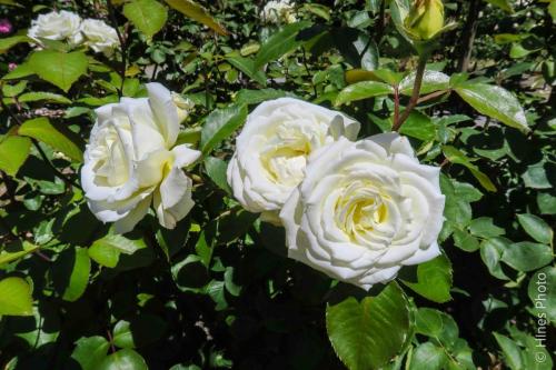 In the botanical garden in Christ Church NZ