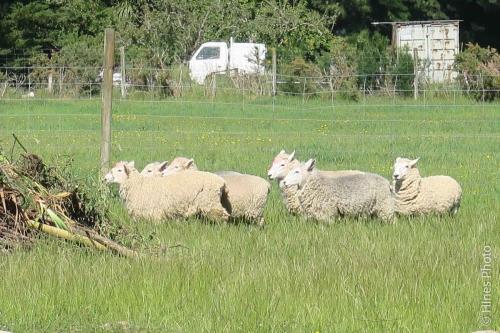 Rubicon Farm outside of Christ Church NZ