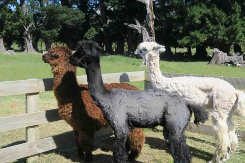 Rubicon Farm outside of Christ Church NZ