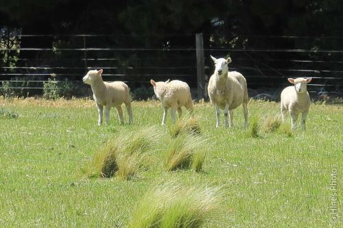 Rubicon Farm outside of Christ Church NZ.