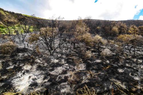 Wildfire damage in the NZ Alps on the way to Hokitika