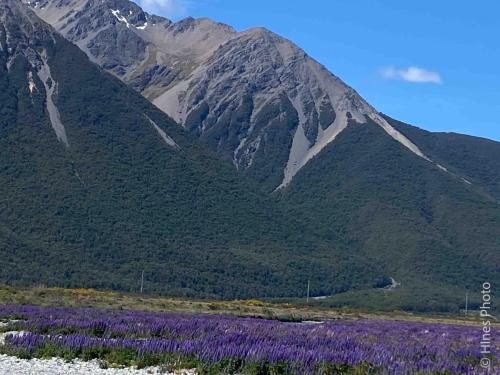 Au NZ Day21-31a