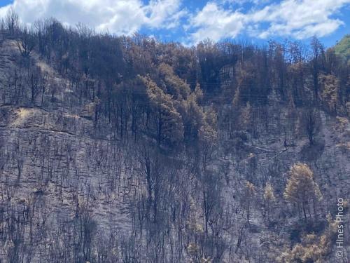 Wildfire damage in the NZ Alps on the way to Hokitika