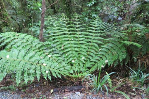 Ferns in the Hokitika Gorge