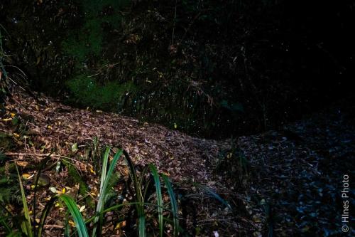 Glow worms (Arachnocampa luminosa)