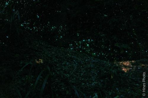 Glow worms (Arachnocampa luminosa)