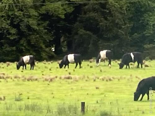 Oreo cattle grazing