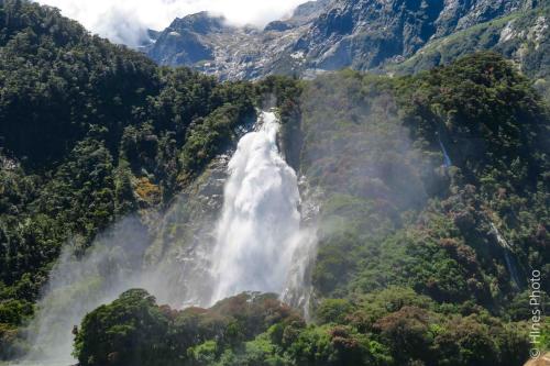 In Milford Sound
