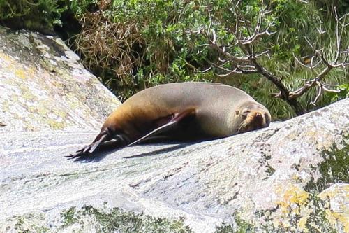 Seal In Milford Sound
