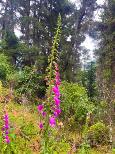 Fox Gloves on The Queenstown Hill Walking Track