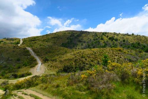 On The Queenstown Hill Walking Track