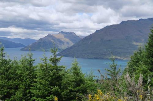 On The Queenstown Hill Walking Track