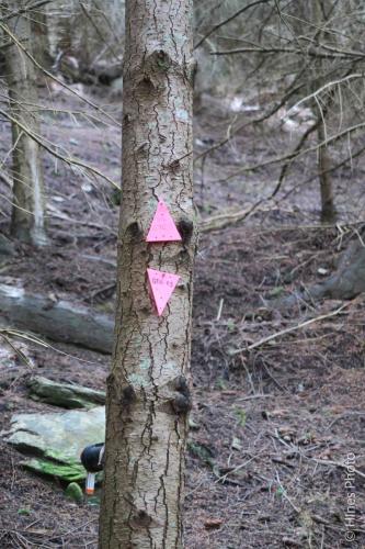 Invasive species trap on The Queenstown Hill Walking Track