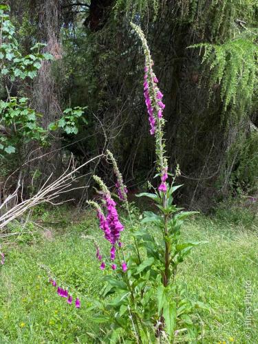 Foxgloves on The Queenstown Hill Walking Track