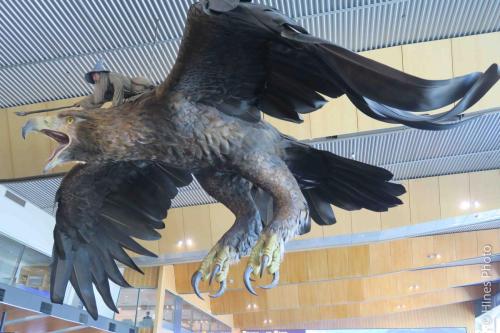 In the Wellington Airport