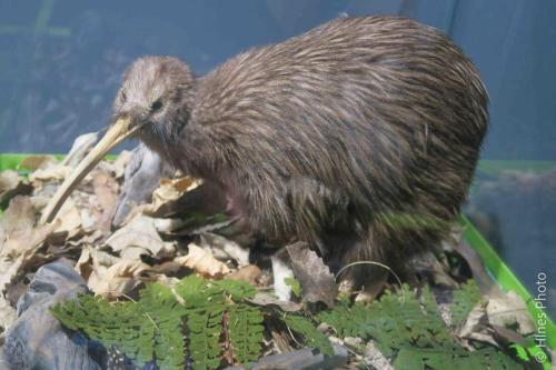 A stuffed Kiwi for size