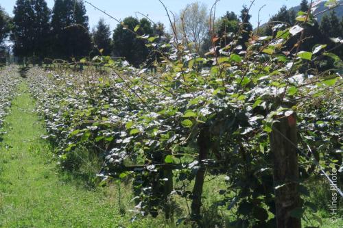 Kiwi fruit vines