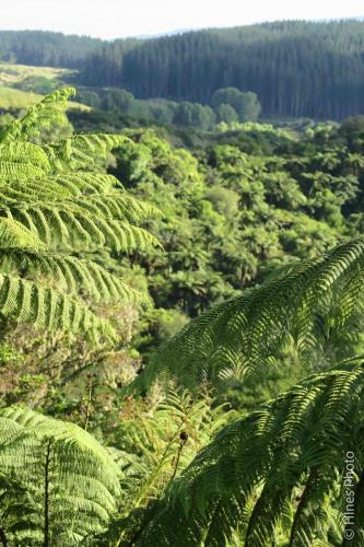 Lush fauna in Waimangu Cauldron