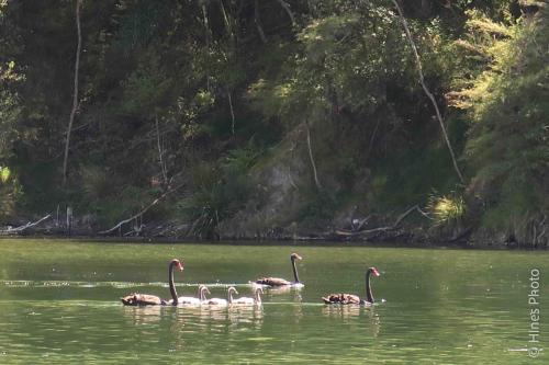Black swans on Lake Rotomahana