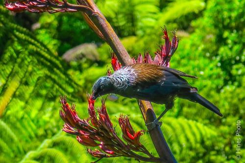 A Tui Bird