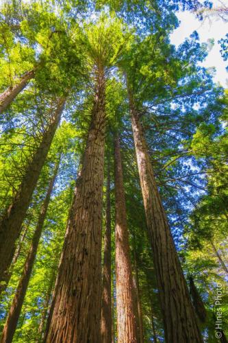 Redwoods Memorial Grove Track